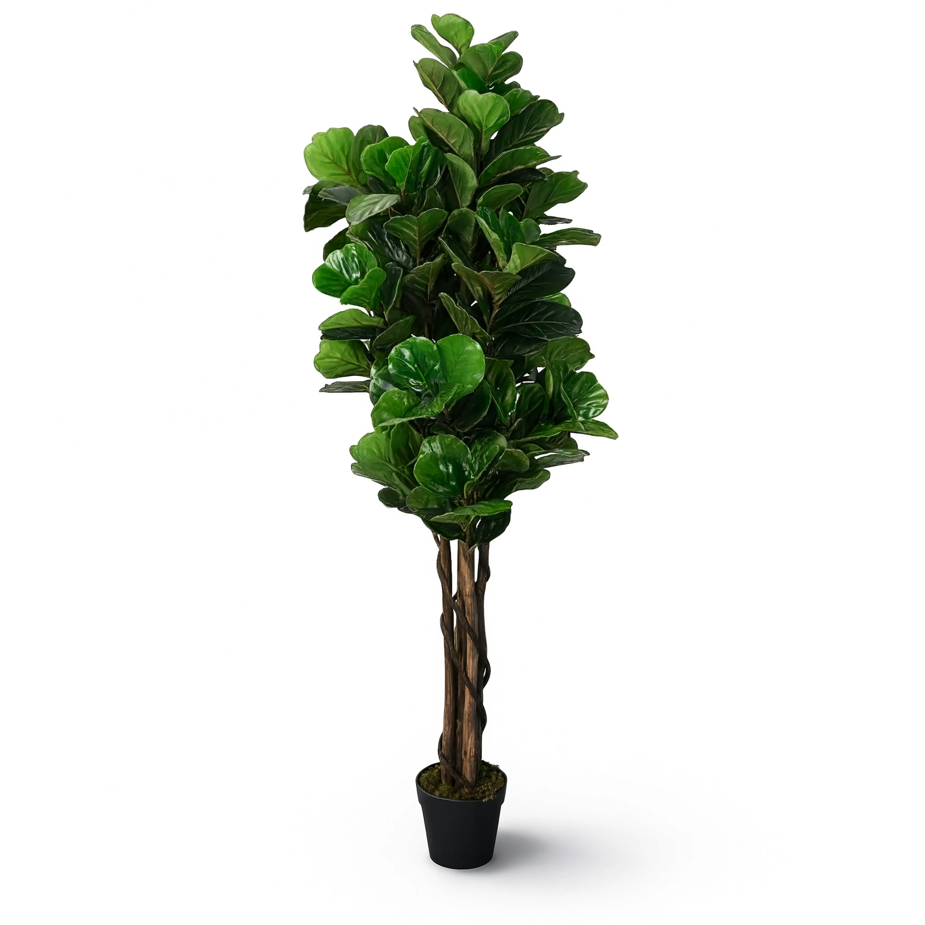 Ficus Lyrata Tressé Artificiel - 150 cm