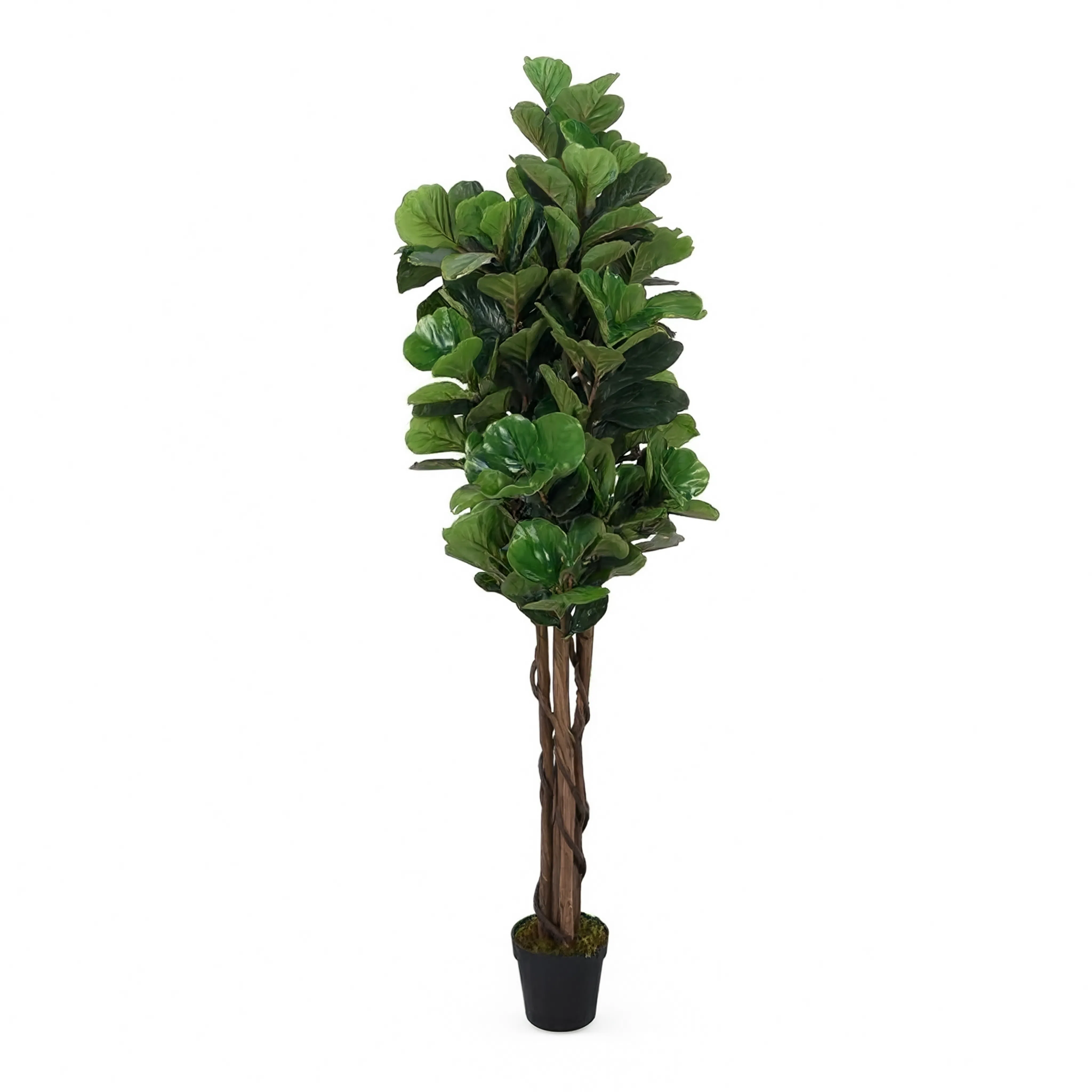 Ficus Lyrata Tressé Artificiel - 180 cm