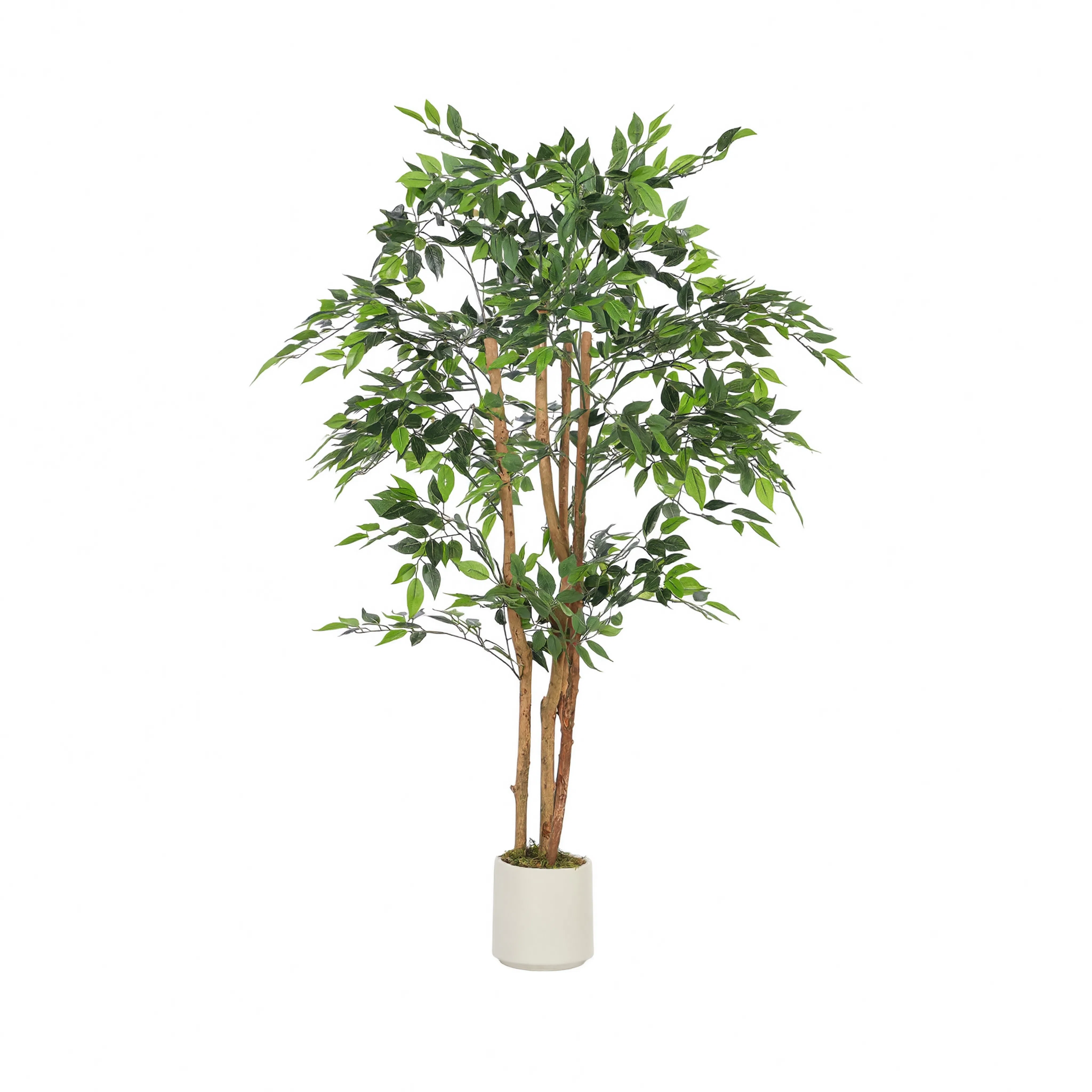 Ficus Muraya Artificiel - 150 cm