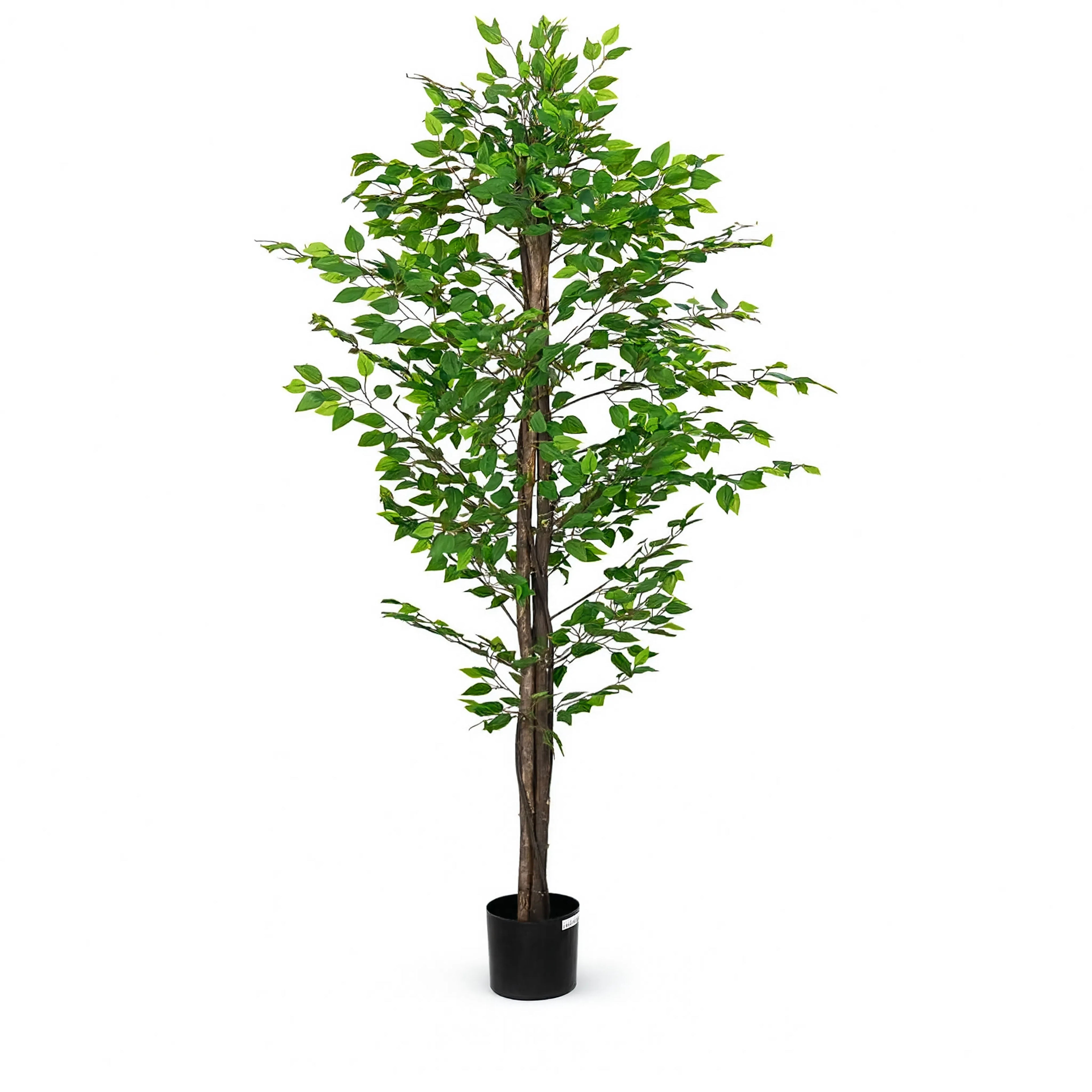 Ficus Exotica Artificiel - 200 cm
