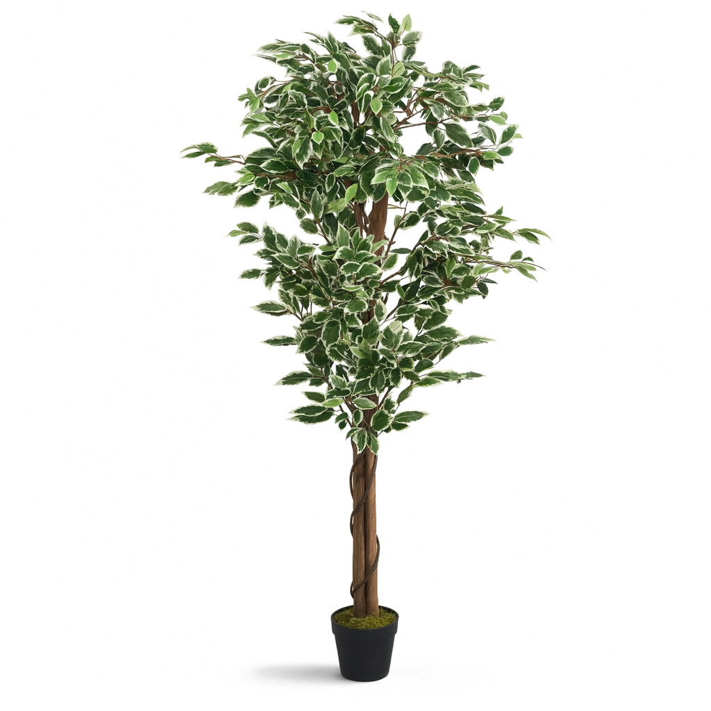 Ficus Exotica Artificiel Deluxe - 150 cm