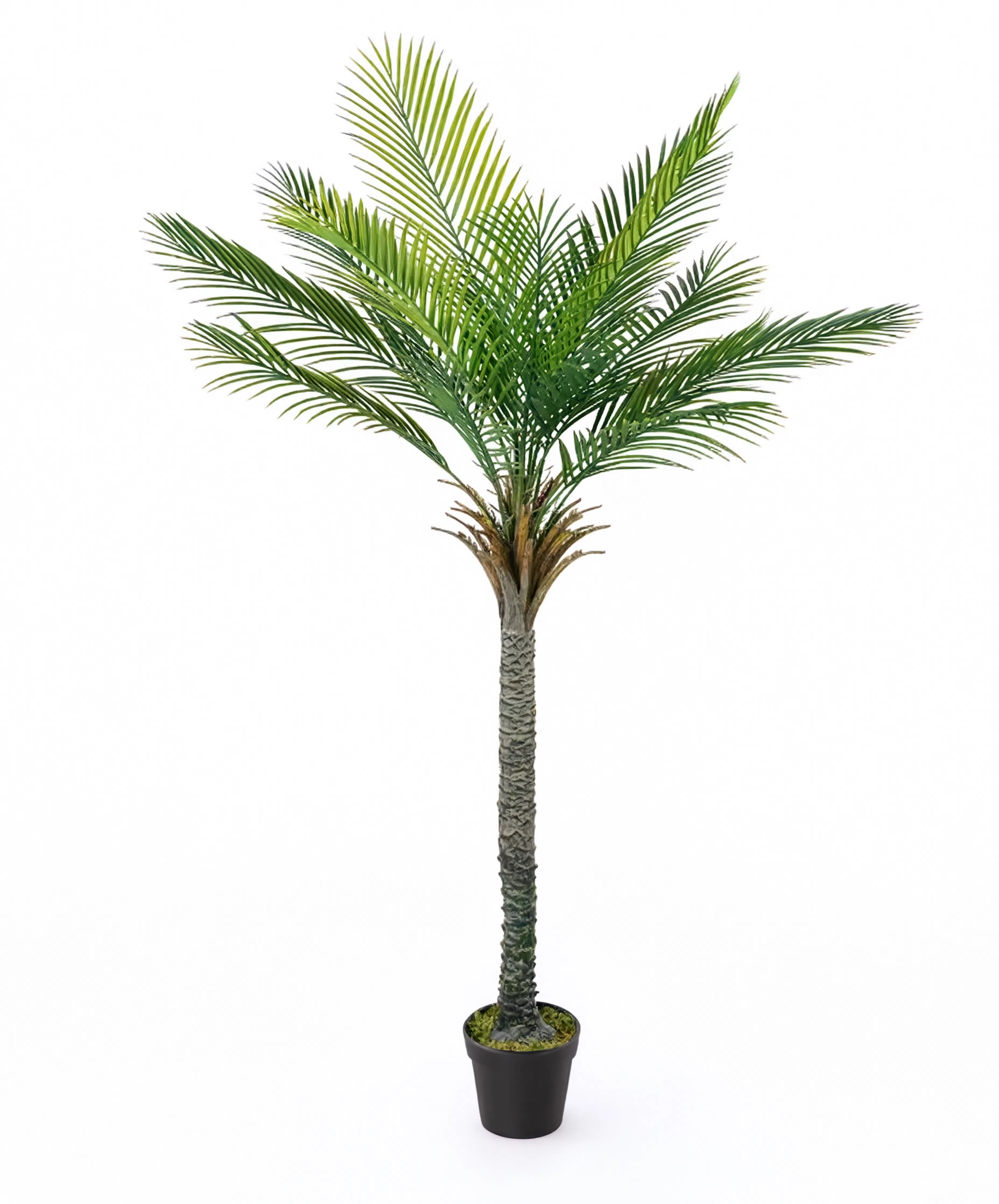 Palmier Phoenix Majesty Artificiel - 180 cm