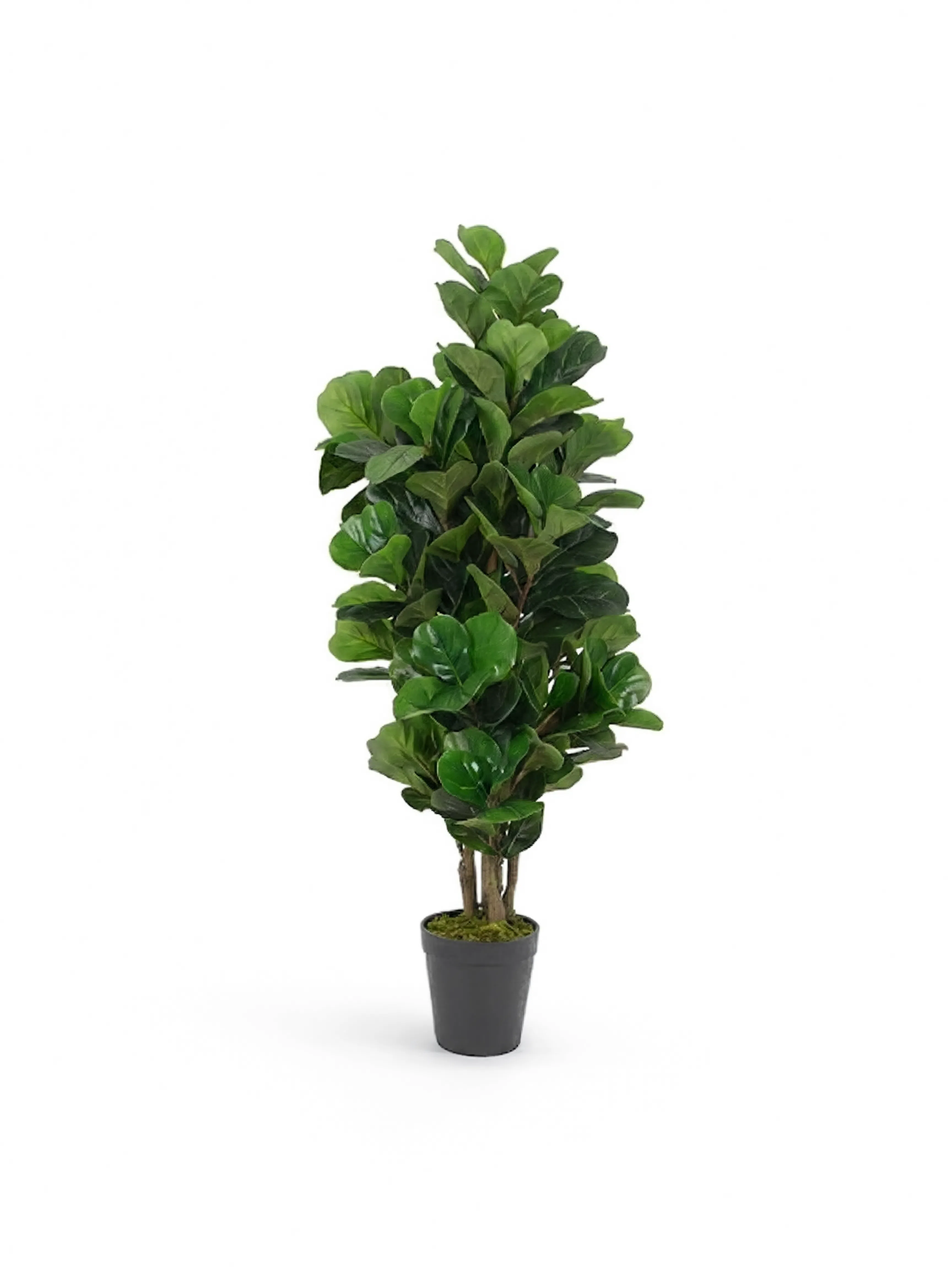 Ficus Lyrata Tressé Artificiel - 80 cm