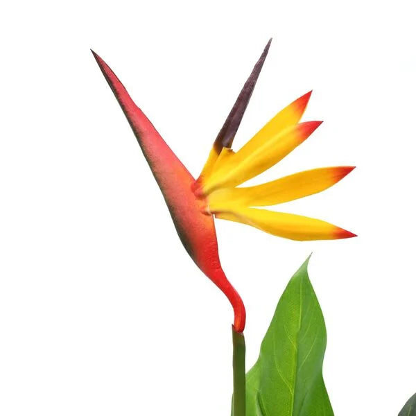 Strelitzia Reginae Artificielle - 66 cm